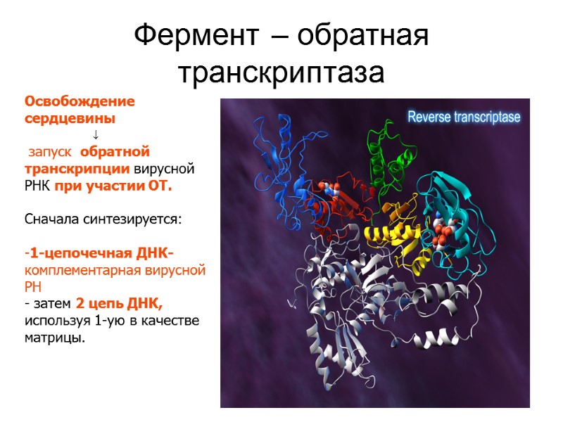 Фермент – обратная транскриптаза Освобождение сердцевины        